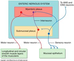 Enteric nervous system structure