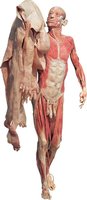 Dissection showing the skin and underlying structures