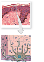 Histological section and diagram of melanocytes in the epidermis