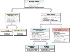 Flowchart of skin glands and their types
