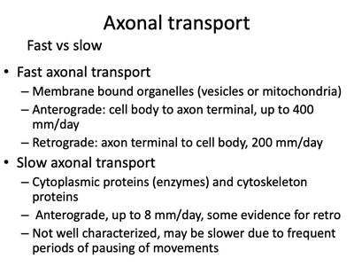 Fast vs slow axonal transport