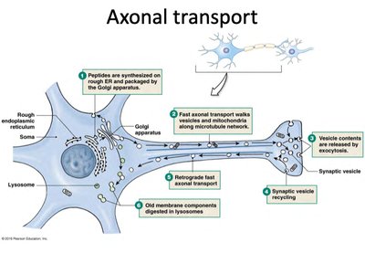 Diagram of axonal transport in neuron