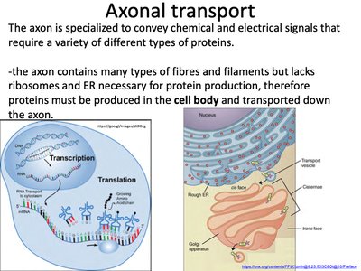 Axonal transport: transcription and translation in soma, transport down axon