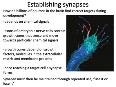 Growth cone and synapse formation