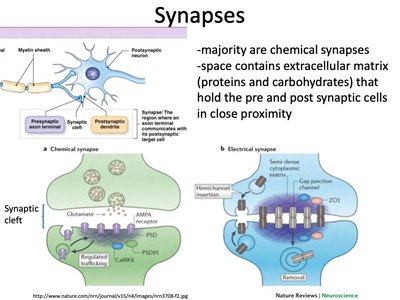 Chemical and electrical synapse diagrams