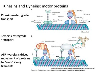 Kinesins and Dyneins: motor proteins