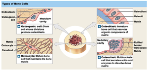 Types of bone cells