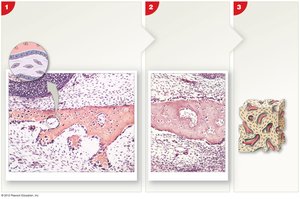 Steps of intramembranous ossification