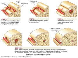 Steps in appositional bone growth