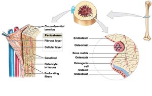 Periosteum and endosteum structure