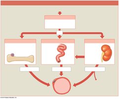 PTH regulation of blood calcium