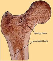 Spongy and compact bone in femur