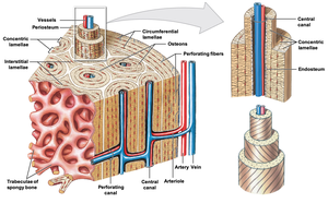 Structure of compact bone and osteons