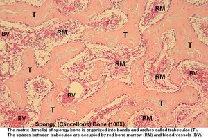 Microscopic view of spongy bone with trabeculae, red marrow, and blood vessels