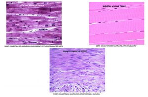 Histological views of skeletal, cardiac, and smooth muscle tissue