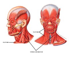 Neck muscles: sternocleidomastoid and platysma