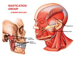 Mastication group muscles