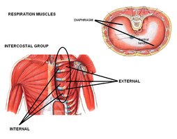Respiration muscles: diaphragm and intercostals