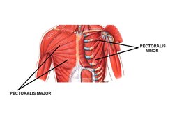 Pectoralis major and minor muscles