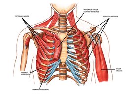 Muscles of the trunk and shoulder