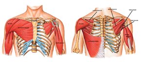Serratus anterior and posterior muscles