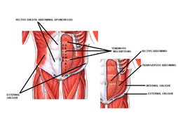 Abdominal muscles and aponeurosis
