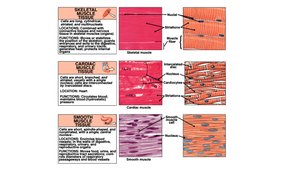 Comparison table of skeletal, cardiac, and smooth muscle tissue