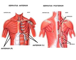 Back muscles: trapezius, rhomboids, latissimus dorsi