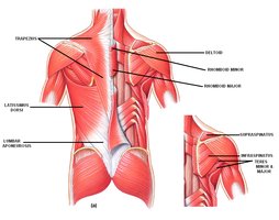 Abdominal muscle groups