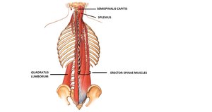 Muscles of the vertebral column