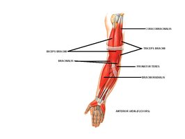 Anterior view of upper limb muscles
