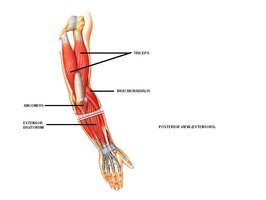Posterior view of upper limb muscles