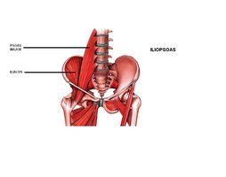 Muscles of the hip and thigh