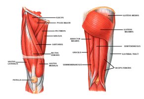 Muscles of the leg and calf