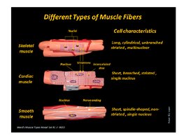 Diagram of different types of muscle fibers