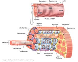 Structure of a skeletal muscle fiber
