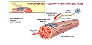 Neuromuscular junction and motor end plate