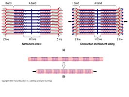Sarcomere at rest and during contraction