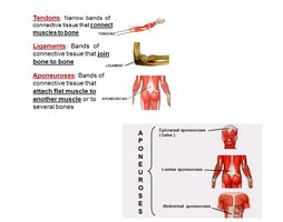 Tendons, ligaments, and aponeuroses