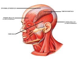 Muscles of the scalp and face