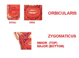 Orbicularis and zygomaticus muscles