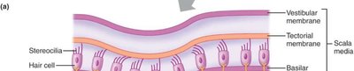 Hair cell and cochlear nerve structure