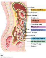 Serous membranes of the abdominopelvic cavity