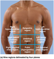 Nine abdominopelvic regions on the body