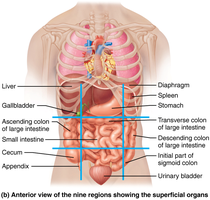 Nine abdominopelvic regions with superficial organs
