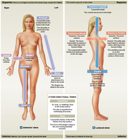 Directional terms illustrated on human figures
