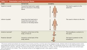 Table of orientation and directional terms with definitions and examples