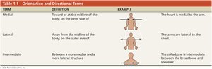 Table of medial, lateral, and intermediate directional terms