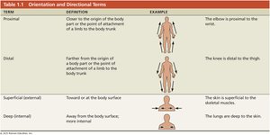 Table of proximal, distal, superficial, and deep directional terms