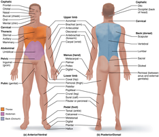 Regional terms of the human body, anterior and posterior views